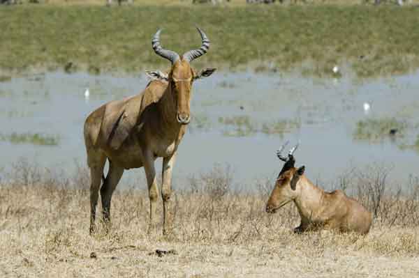 Alcéfalo de Coke o Kongoni - cráter del Ngorongoro - Tanzania 2.jpg
